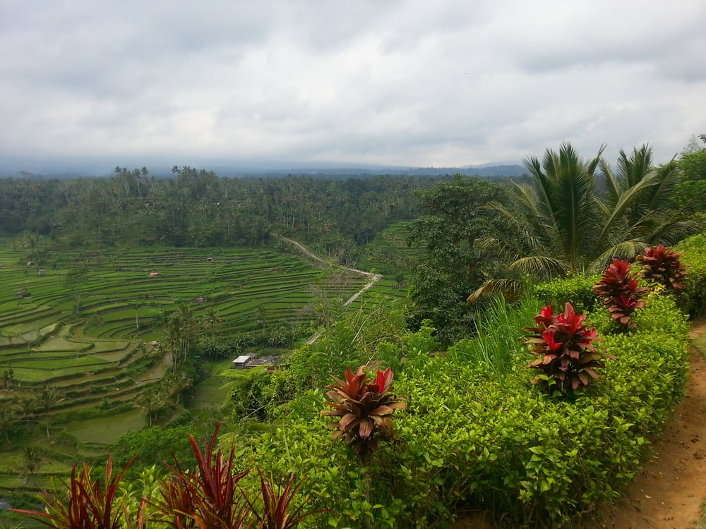 Pola ryżowe na Bali